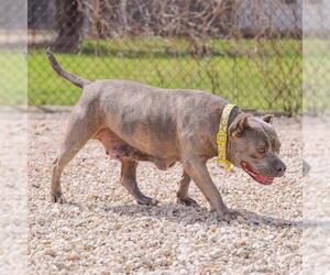 American Pit Bull Terrier-Unknown Mix Dogs for adoption in Waco, TX, USA