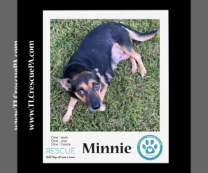 Chiweenie Dogs for adoption in Kimberton, PA, USA