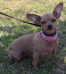 Chihuahua Dogs for adoption in Euless, TX, USA