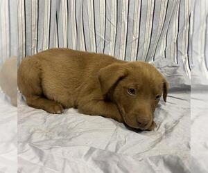 American Pit Bull Terrier-Unknown Mix Dogs for adoption in Modesto, CA, USA