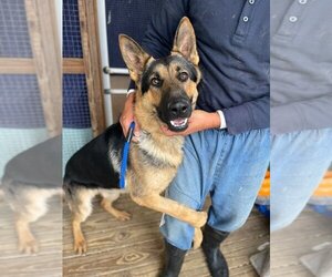German Shepherd Dog Dogs for adoption in Brewster, NY, USA