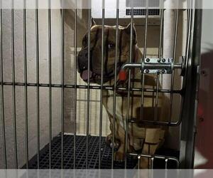 American Staffordshire Terrier-Bulldog Mix Dogs for adoption in Murfreesboro, TN, USA