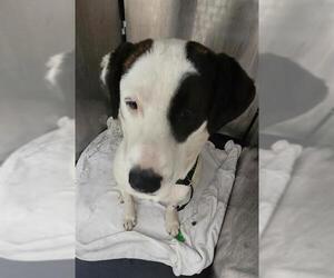 Labrador Retriever-Unknown Mix Dogs for adoption in San Antonio, TX, USA
