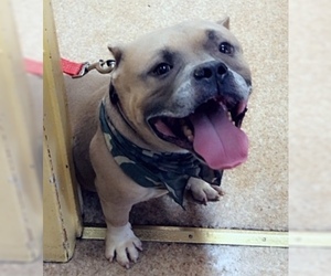Medium Photo #1 Bulldog-Staffordshire Bull Terrier Mix Puppy For Sale in Staten Island, NY, USA