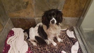 Cavalier King Charles Spaniel-English Springer Spaniel Mix Dogs for adoption in Long Beach, CA, USA