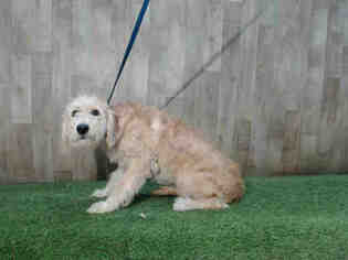 Goldendoodle Dogs for adoption in Orlando, FL, USA