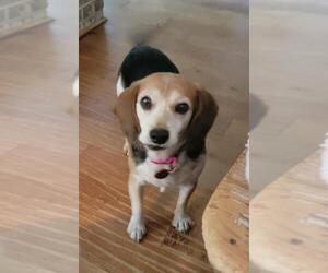 Beagle Dogs for adoption in Cary, NC, USA