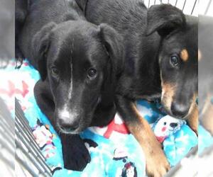 American Pit Bull Terrier-Unknown Mix Dogs for adoption in Tulsa, OK, USA
