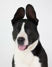 Medium Photo #1 Boston Terrier-Bull Terrier Mix Puppy For Sale in Minneapolis, MN, USA