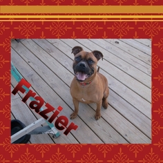 Medium Photo #1 Boxer Puppy For Sale in Madison, AL, USA