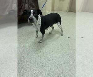 Pointer-Unknown Mix Dogs for adoption in Conroe, TX, USA