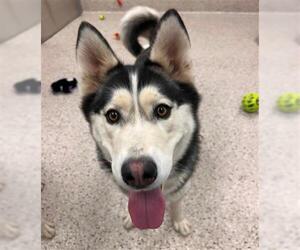Siberian Husky Dogs for adoption in Brighton, CO, USA