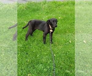 Borador Dogs for adoption in Wilmington, DE, USA
