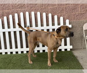 Bullmastiff Dogs for adoption in Modesto, CA, USA