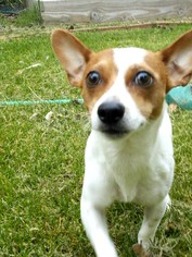 Jack Russell Terrier Dogs for adoption in Clayton, CA, USA