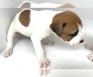 Mutt Dogs for adoption in Houston, TX, USA