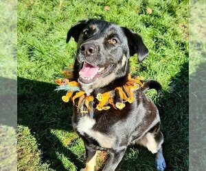 Medium Photo #1 Australian Shepherd-German Shepherd Dog Mix Puppy For Sale in Sequim, WA, USA