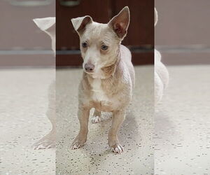 Chihuahua-Unknown Mix Dogs for adoption in York, SC, USA