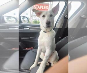 - Mix Dogs for adoption in Hoffman Estates, IL, USA