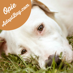 Medium Photo #1 Labrador Retriever-Unknown Mix Puppy For Sale in Panama City, FL, USA