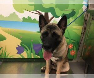 Akita Dogs for adoption in Waco, TX, USA