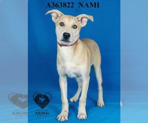Mutt Dogs for adoption in Stockton, CA, USA