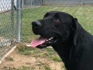 Labrador Retriever Dogs for adoption in byhalia, MS, USA