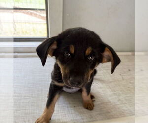 German Shepherd Dog-Unknown Mix Dogs for adoption in Bolivar, MO, USA
