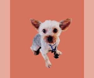 Mutt Dogs for adoption in South Bend, IN, USA