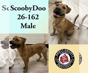 Mutt Dogs for adoption in Georgetown, KY, USA