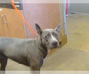American Pit Bull Terrier Dogs for adoption in Sacramento, CA, USA