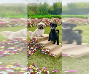 Shih Tzu Dogs for adoption in Weston, FL, USA