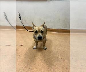 American Pit Bull Terrier-Unknown Mix Dogs for adoption in Martinez, CA, USA