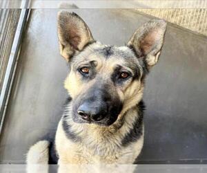 German Shepherd Dog-Unknown Mix Dogs for adoption in San Bernardino, CA, USA