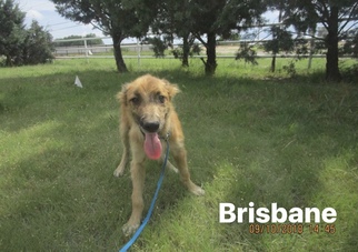 Australian Shepherd Dogs for adoption in Littleton, CO, USA