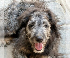 Border Collie-Unknown Mix Dogs for adoption in Polson, MT, USA