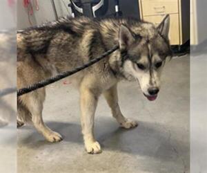 Siberian Husky Dogs for adoption in Camarillo, CA, USA