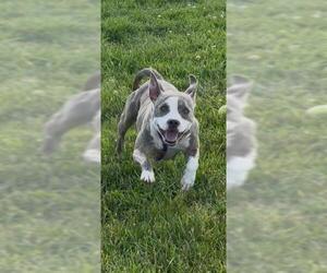 American Pit Bull Terrier Dogs for adoption in Louisville, KY, USA