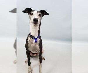 Whippet Dogs for adoption in Fort Collins, CO, USA
