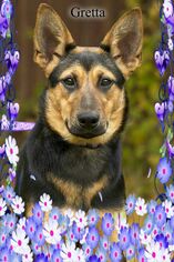 German Shepherd Dog Dogs for adoption in New Castle DE, DE, USA