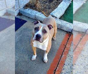 American Staffordshire Terrier Dogs for adoption in Perth Amboy, NJ, USA