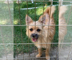 Cairn Terrier Dogs for adoption in Mukwonago, WI, USA