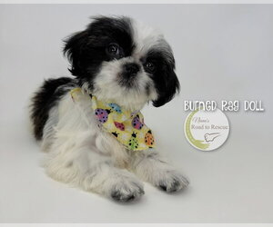 Shih Tzu Dogs for adoption in Benton, LA, USA