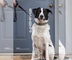 Border Collie-Pointer Mix Dogs for adoption in Dallas, TX, USA
