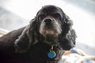 Cocker Spaniel Dogs for adoption in Boise, ID, USA