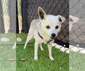 Chihuahua-Unknown Mix Dogs for adoption in Naples, FL, USA