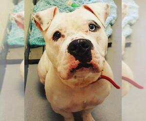 Bulldog Dogs for adoption in Sewaren, NJ, USA