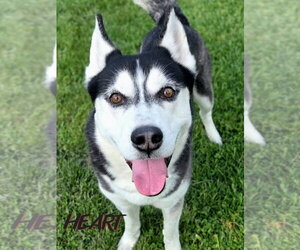 Siberian Husky Dogs for adoption in Severn, MD, USA