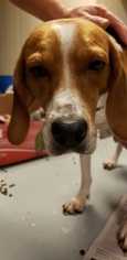 English Foxhound Dogs for adoption in Mechanicsburg, PA, USA