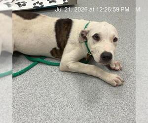 American Pit Bull Terrier Dogs for adoption in Ocala, FL, USA